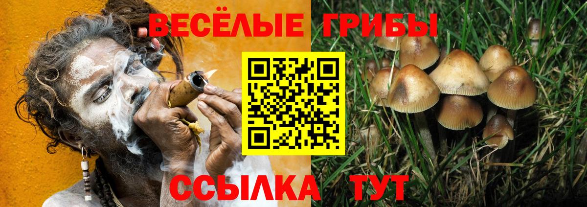 Галлюциногенные грибы Psilocybe Ейск